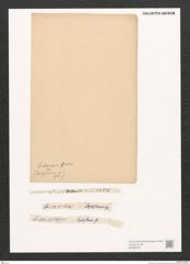 Diatomeae indet. Zeichnungen Sammlung Grunow (NHMW-BOT-W0368740)